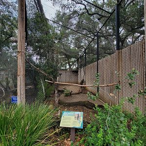 OC Zoo - Red-tailed hawk