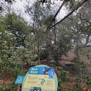 OC Zoo - Bald eagle
