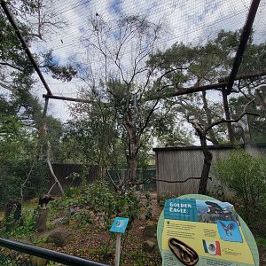 OC Zoo - Golden eagle