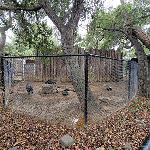 OC Zoo - Collared peccaries