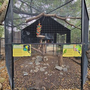 OC Zoo - Amazons, blue-fronted and yellow-headed