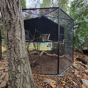 OC Zoo - Great horned owl