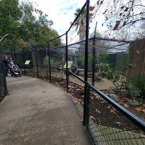 OC Zoo - Serval exhibit