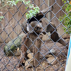 OC Zoo - Raccoon passed out, hanging out of a log