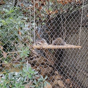 OC Zoo - Raccoons