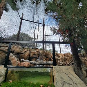 OC Zoo - American crow and beaver exhibit
