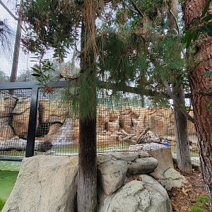 OC Zoo - American crow and beaver exhibit