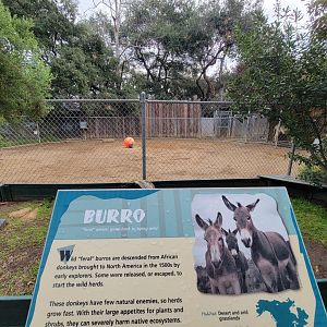 OC Zoo - Burro yard