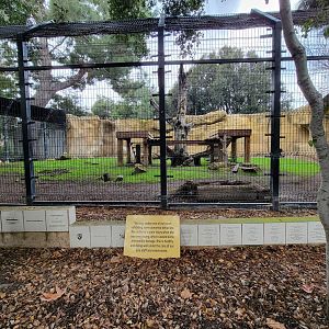 OC Zoo - American black bear exhibit
