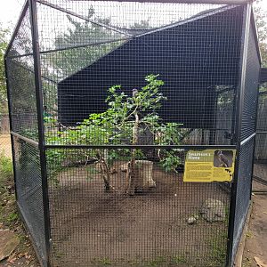 OC Zoo - Swainson's hawk