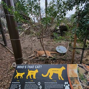 OC Zoo - Who's That Cat? Cougar :)