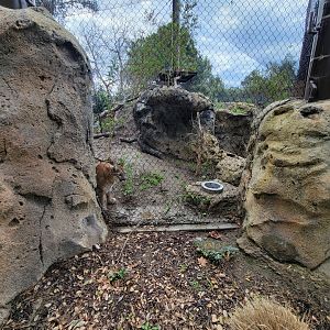OC Zoo - Cougar exhibit #2
