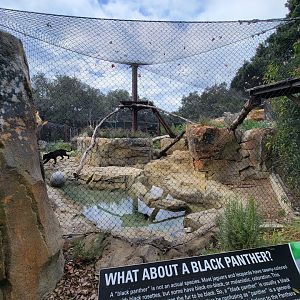 OC Zoo - Jaguar exhibit #1, black jaguar