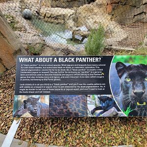 OC Zoo - Black panther info