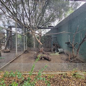 OC Zoo - North American porcupine