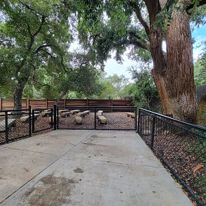 OC Zoo - Indian peafowl in presentation area
