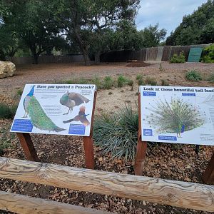 OC Zoo - Indian peafowl signs