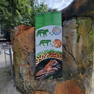 OC Zoo - Who's That Cat, jaguar or leopard?