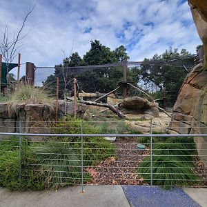 OC Zoo - Jaguar exhibit #1, black jaguar