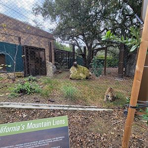 OC Zoo - Jaguar exhibit #2
