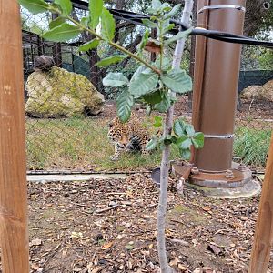 OC Zoo - Jaguar exhibit #2, eating some grass