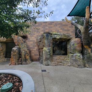 OC Zoo - Jaguar exhibit #2 indoor viewing window