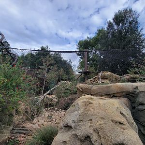 OC Zoo - Cougar exhibit #2