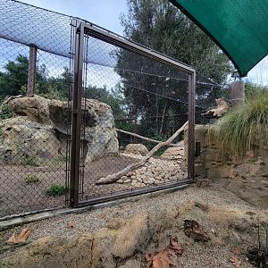 OC Zoo - Cougar exhibit #2