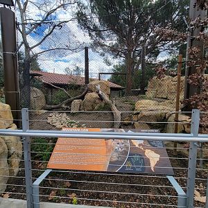 OC Zoo - Cougar exhibit #3
