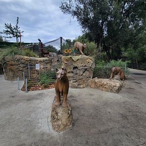 OC Zoo - Cougar statues
