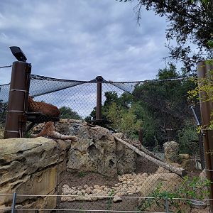 OC Zoo - Cougar exhibit #2