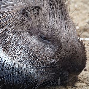 Indian crested porcupine (Hystrix indica), 2023-10-13