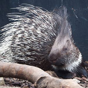 Indian crested porcupine (Hystrix indica), 2023-10-13
