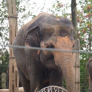 Asian elephant (Elephas maximus), 2023-10-13