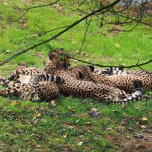 South African cheetahs (Acinonyx jubatus jubatus), 2023-10-13
