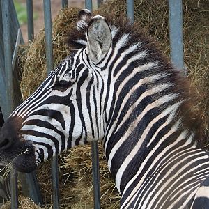 Grant`s zebra (Equus quagga boehmi), 2023-10-13