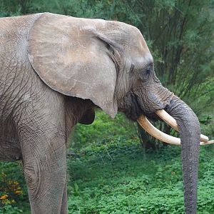 African bush elephant (Loxodonta africana) Suzy, 2023-10-13