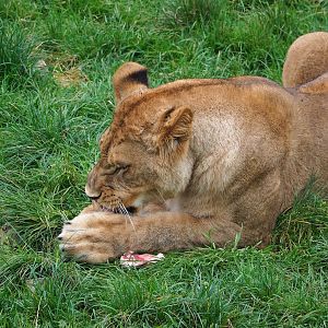 Young African lion (Panthera leo), 2023-10-13