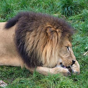 African lion (Panthera leo), 2023-10-13
