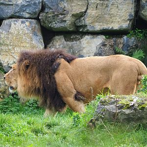African lion (Panthera leo), 2023-10-13