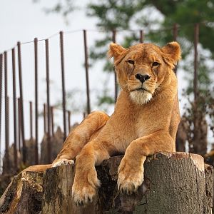 African lioness (Panthera leo), 2023-10-13