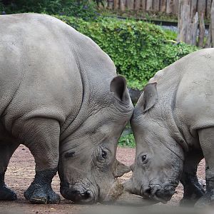 Southern white rhinoceroses (Ceratotherium simum simum), 2023-10-13