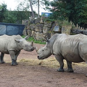 Southern white rhinoceroses (Ceratotherium simum simum), 2023-10-13