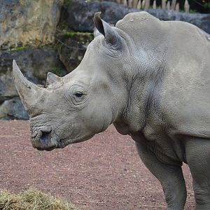 Southern white rhinoceros (Ceratotherium simum simum), 2023-10-13