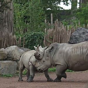 Video clip of Southern white rhinoceroses (Ceratotherium simum simum) play-fighting and running, 2023-10-13