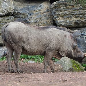 Northern warthog (Phacochoerus africanus africanus), 2023-10-13