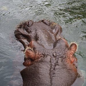 Hippopotamus (Hippopotamus amphibius), 2023-10-13