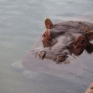 Hippopotamus (Hippopotamus amphibius), 2023-10-13
