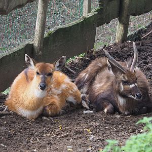 Western sitatungas (Tragelaphus spekii gratus), 2023-10-13