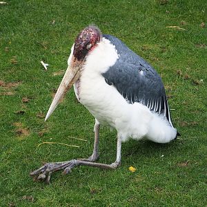 Marabou (Leptoptilos crumenifer), 2023-10-13